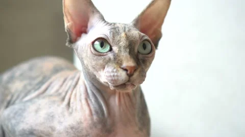 Closeup portrait of a grumpy sphynx cat front view - isolated on grey background Stock Footage 98212600
