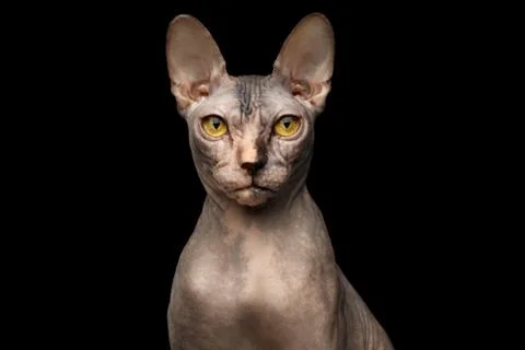 Closeup Portrait of Grumpy Sphynx Cat, Front view, Black Isolated Stock Photos
