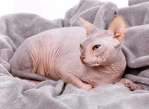 Closeup Portrait of Grumpy Sphynx Cat. side view Stock Photos