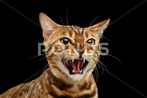 Closeup Portrait Hisses Bengal Cat Face on Isolated Black Background Stock-Fotos