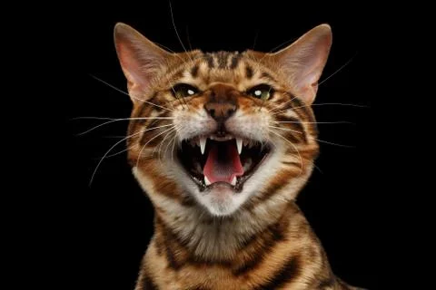Closeup Portrait of Hissing Bengal Cat on Black Isolated Background Stock Photos