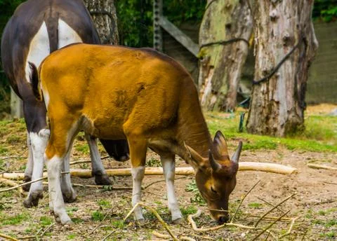 Closeup portrait of a Java Banteng cow, Endagered cattle specie from Indonesi Foto stock