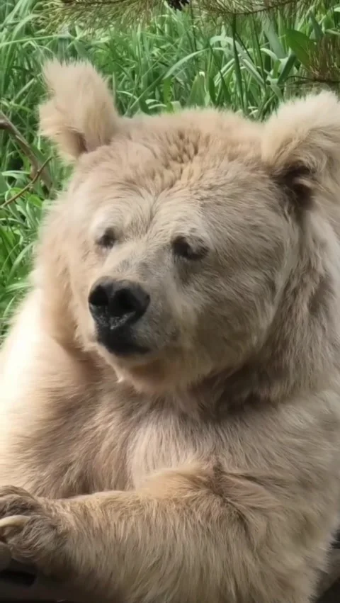 Closeup portrait of a lightcolored bear resting in a grassy environment Stock Footage 336033386