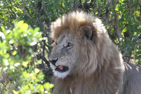 Closeup portrait of a lion looking into camera and smiling Stock Photos