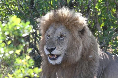 Closeup portrait of a lion looking into camera and smiling Stock Photos
