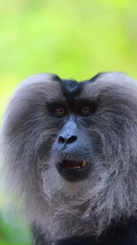 Closeup portrait of a liontailed macaque with a distinctive grey mane Stock-Footage 335049536