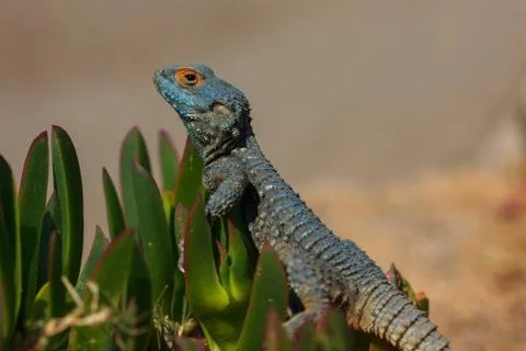Closeup portrait of a lizard Foto stock