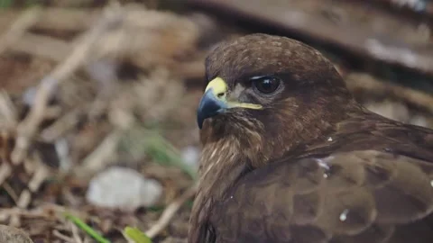 Closeup portrait of a magnificent eagle in its natural setting. Study of the Stock Footage 159605152