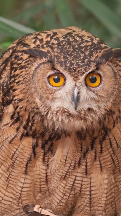 Closeup portrait of a majestic eurasian eagleowl with piercing orange eyes Vídeos de archivo 334635207