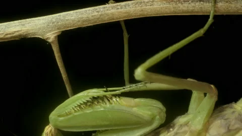 Closeup portrait of mantis insect. Praying mantis sits on a thorny branch Stock Footage 163572177