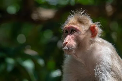 Closeup portrait of a monkey Stock Photos