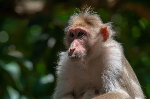 Closeup portrait of a monkey Stock Photos