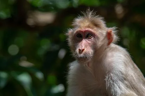 Closeup portrait of a monkey Stock Photos