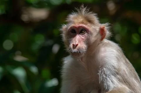Closeup portrait of a monkey Stock Photos