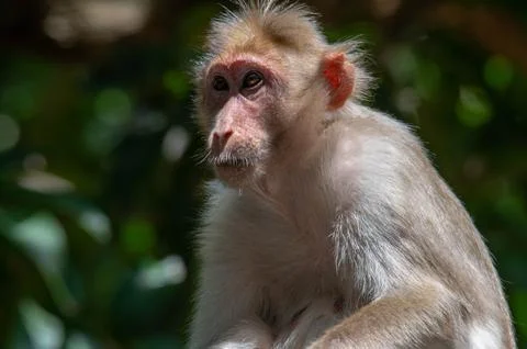 Closeup portrait of a monkey Stock Photos