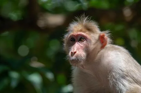 Closeup portrait of a monkey Stock Photos