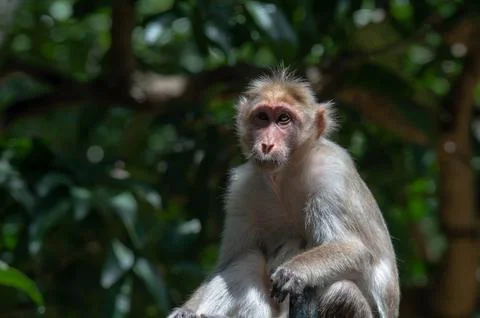 Closeup portrait of a monkey Stock Photos