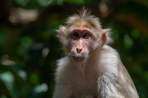 Closeup portrait of a monkey Stock Photos