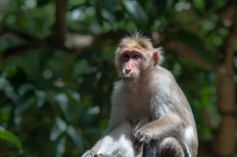 Closeup portrait of a monkey Stock Photos