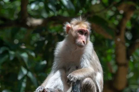 Closeup portrait of a monkey Stock Photos