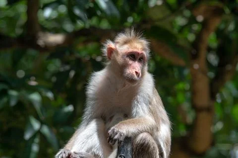 Closeup portrait of a monkey Stock Photos