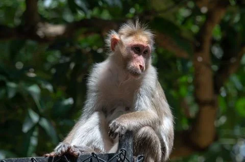 Closeup portrait of a monkey Stock Photos
