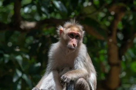 Closeup portrait of a monkey Stock Photos