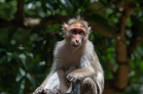 Closeup portrait of a monkey Stock Photos