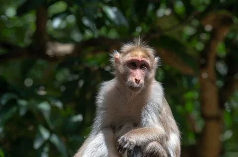 Closeup portrait of a monkey Stock Photos