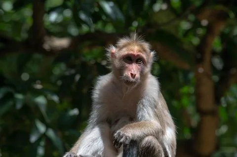 Closeup portrait of a monkey Stock Photos