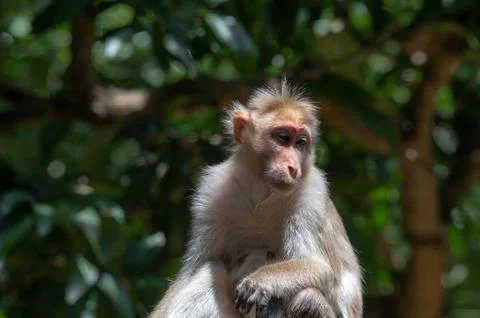 Closeup portrait of a monkey Stock Photos