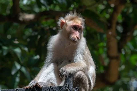 Closeup portrait of a monkey Stock Photos