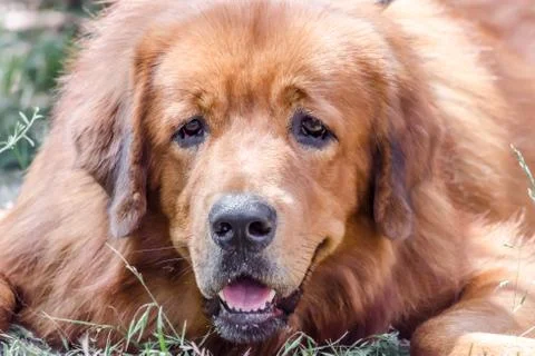 Closeup portrait muzzle of red dog breed Tibetan Mastiff Foto stock