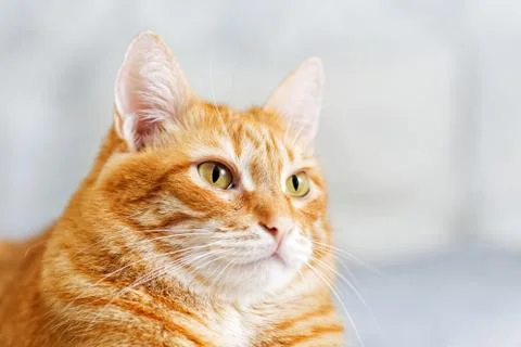 Closeup portrait of a orange cat Stock Photos