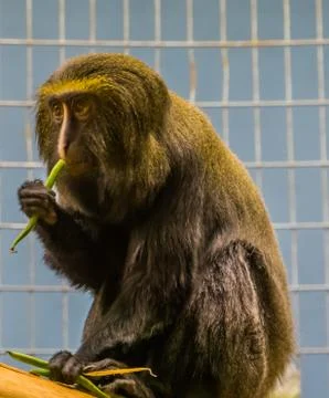 Closeup portrait of a owl faced monkey eating beans, Vulnerable animal specie Foto stock