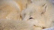 Closeup Portrait Of A Polar Wolf, In Winter Afternoon, Wolves Howl Stock Footage
