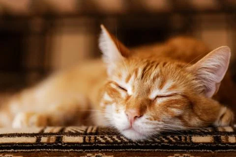 Closeup portrait of red cat lies on the couch and dozes. Shallow focus. Stock Photos