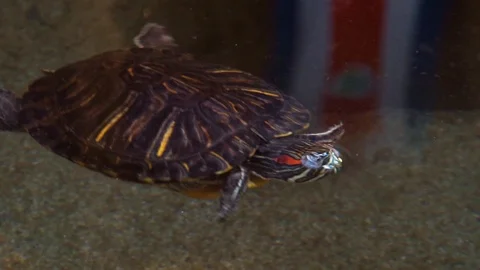 Closeup portrait of a red eared slider turtle swimming in the water, popular  Stock Footage 125091583
