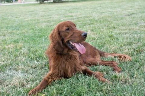 Closeup portrait of Red Irish Setter.Selective focus Stock Photos