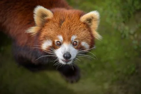 Closeup portrait of red panda Stock Photos