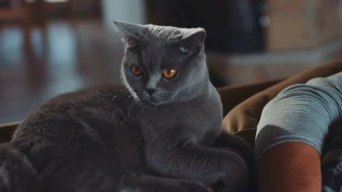Closeup portrait of scottish cat looking grumpy surprised and perplexedly Stock Footage 81004038