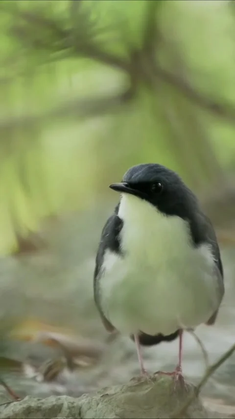 Closeup portrait of a small black and white bird perched on a rock Stock Footage 336033351