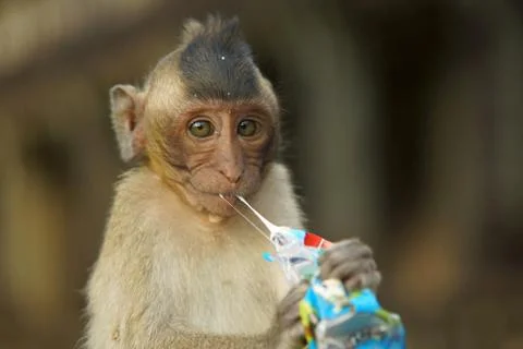 Closeup portrait of small monkey with big thoughtful eyes. Monkey chewing gum in Stock Photos