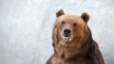 Closeup portrait of a smiling brown bear female. Видео 45009342
