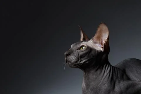Closeup Portrait of Sphynx Cat squints Looks on Black Stock Photos