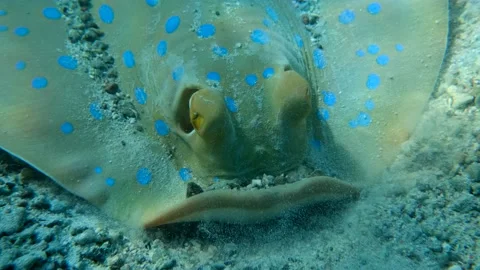 Closeup portrait of the stingray digs soil in search of food.   Stock Footage 143847795