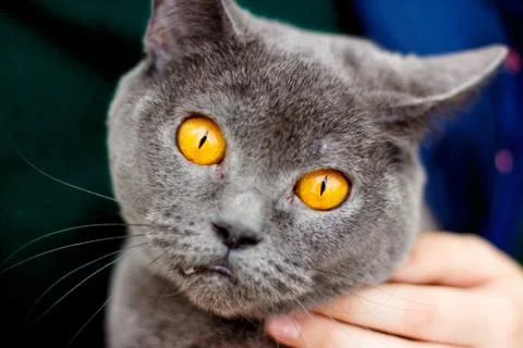 Closeup portrait of a surprised perplexed british cat. Fotos Stock