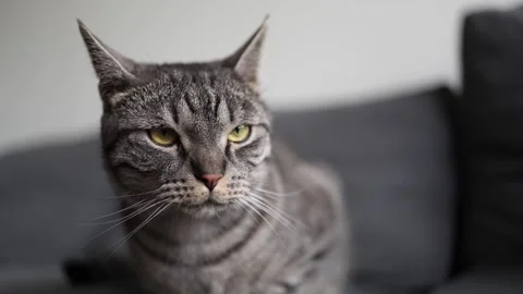 Closeup portrait of a tabby cat with bright yellow eyes sitting on a dark couch  Stock Footage 312677348