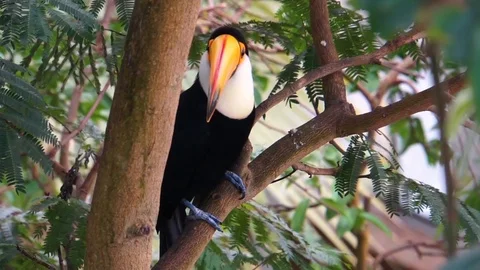 Closeup portrait of a Toco toucan in a tree, tropical bird specie from Americ Stock Footage 124716579