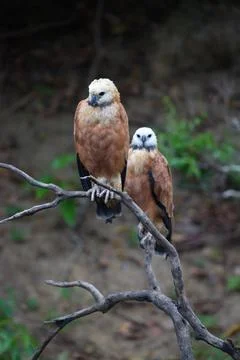 Closeup portrait of two Black-collared Hawks (Busarellus nigricollis) sitting Stock Photos